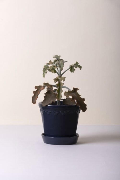 Bergs Potter Copenhagen Kruka – Blå 14 cm