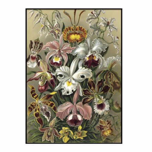 The Dybdahl Tavla Cypripedium