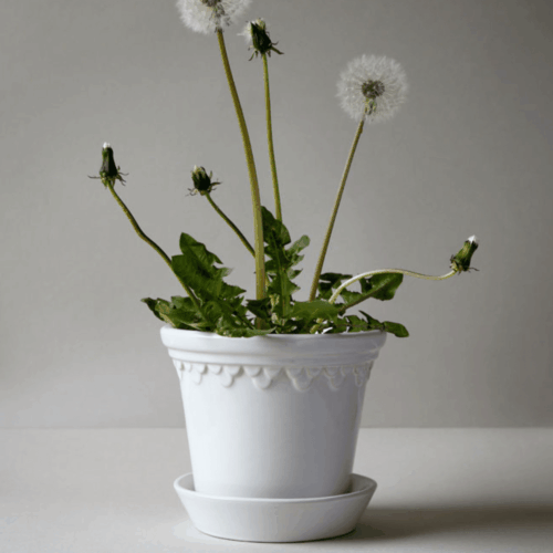 Bergs Potter Copenhagen Kruka- Vit 14 cm