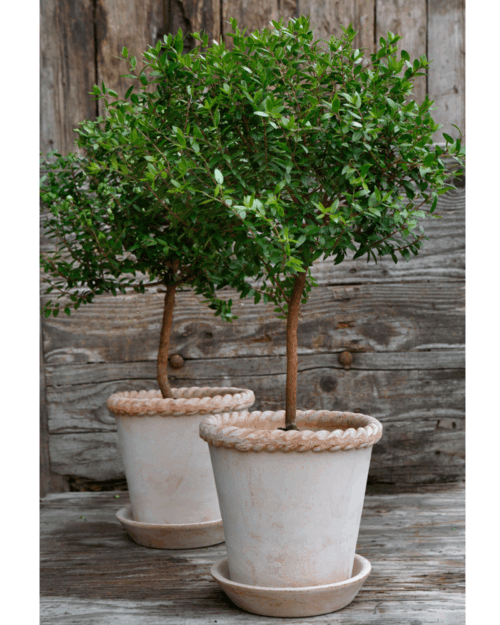 Bergs Potter Kruka med fat Emilia Rosa Terracotta ø16cm