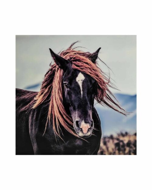 Tavla Häst 110x110cm