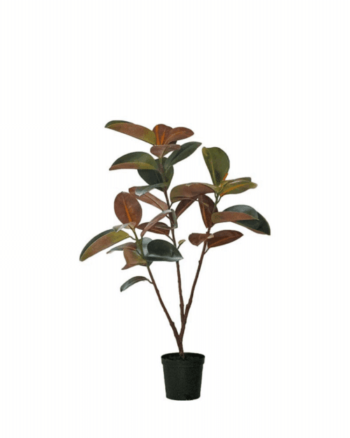 Fikus Elastica 120 cm