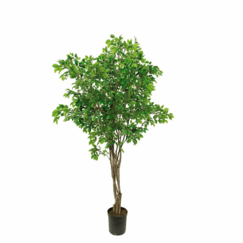 Fikus Benjamin 300 cm