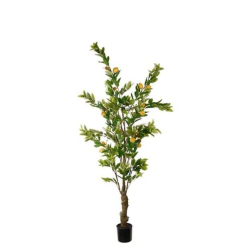 Citronträd i kruka 240 cm